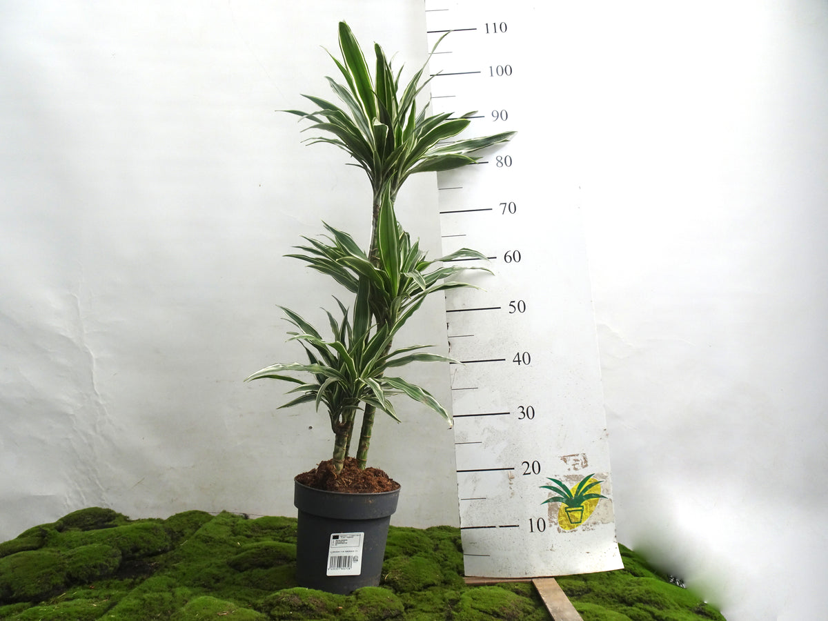 DRACAENA DEREMENSIS M-20