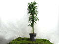 DRACAENA HAWAIIN SUNSHINE M-27