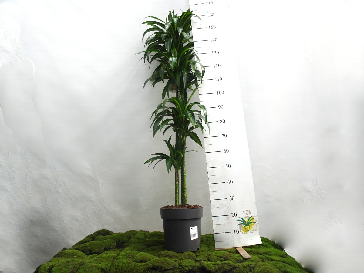 DRACAENA HAWAIIN SUNSHINE M-27