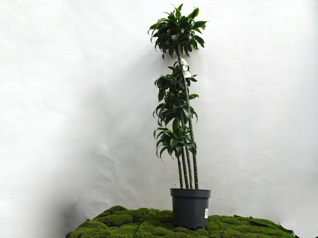 DRACAENA COMPACTA DORADO M-27