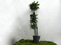 DRACAENA COMPACTA DORADO M-27