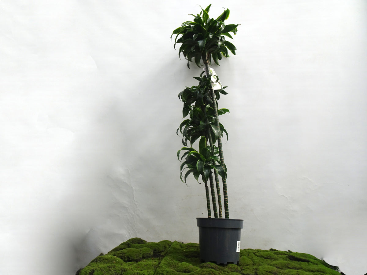 DRACAENA COMPACTA DORADO M-27