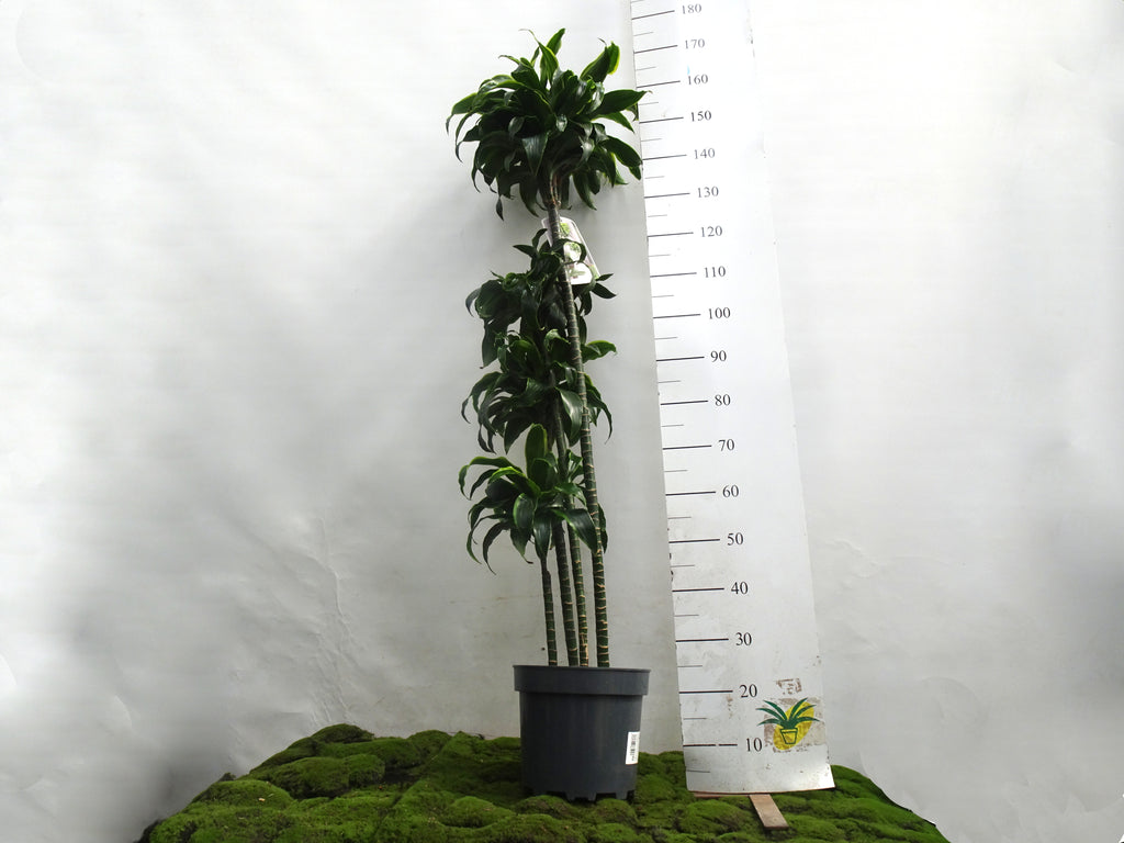 DRACAENA COMPACTA DORADO M-27