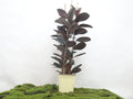 FICUS ELÁSTICA ABIDJAN M-22