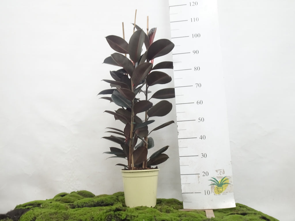 FICUS ELÁSTICA ABIDJAN M-22