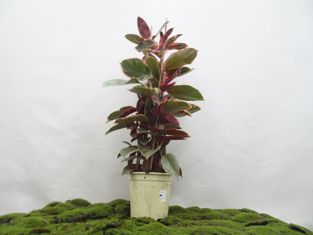 FICUS ELÁSTICA BELIZE M-22