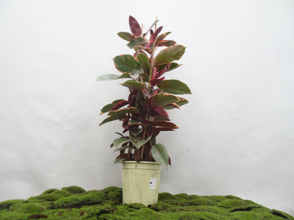 FICUS ELÁSTICA BELIZE M-22