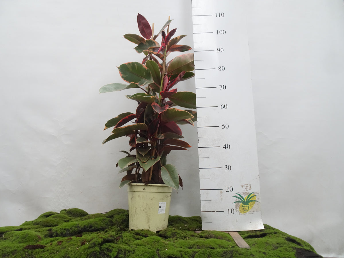 FICUS ELÁSTICA BELIZE M-22