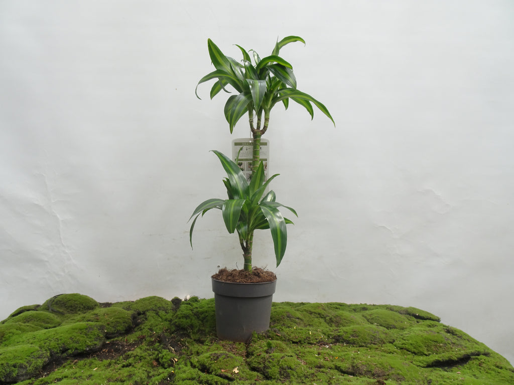 DRACAENA HAWAIIN SUNSHINE M-17
