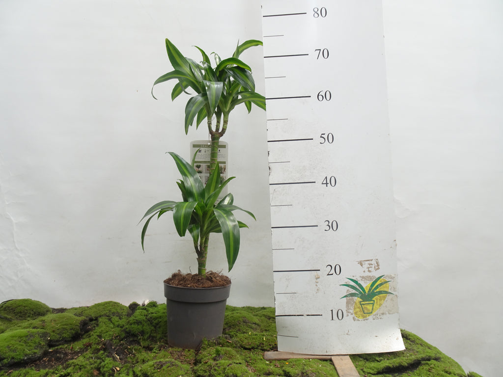 DRACAENA HAWAIIN SUNSHINE M-17