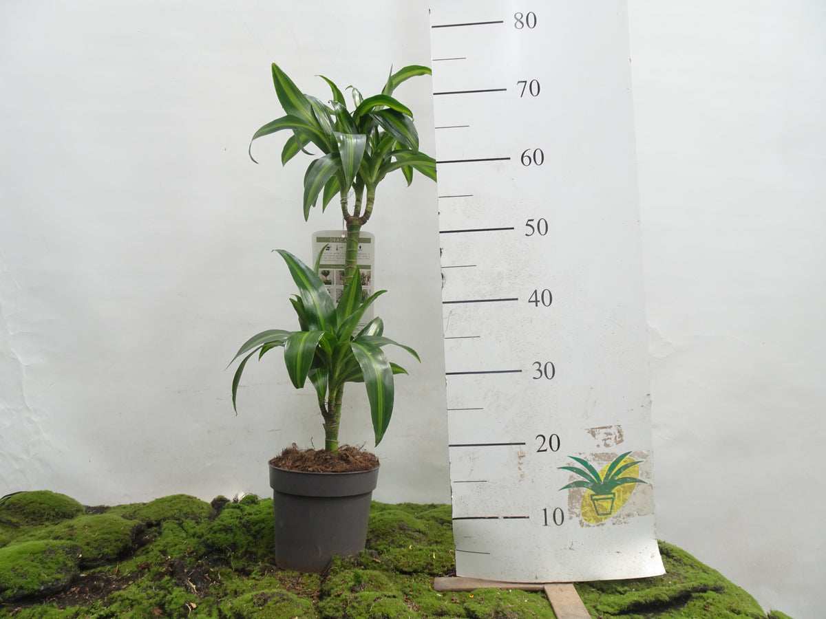 DRACAENA HAWAIIN SUNSHINE M-17