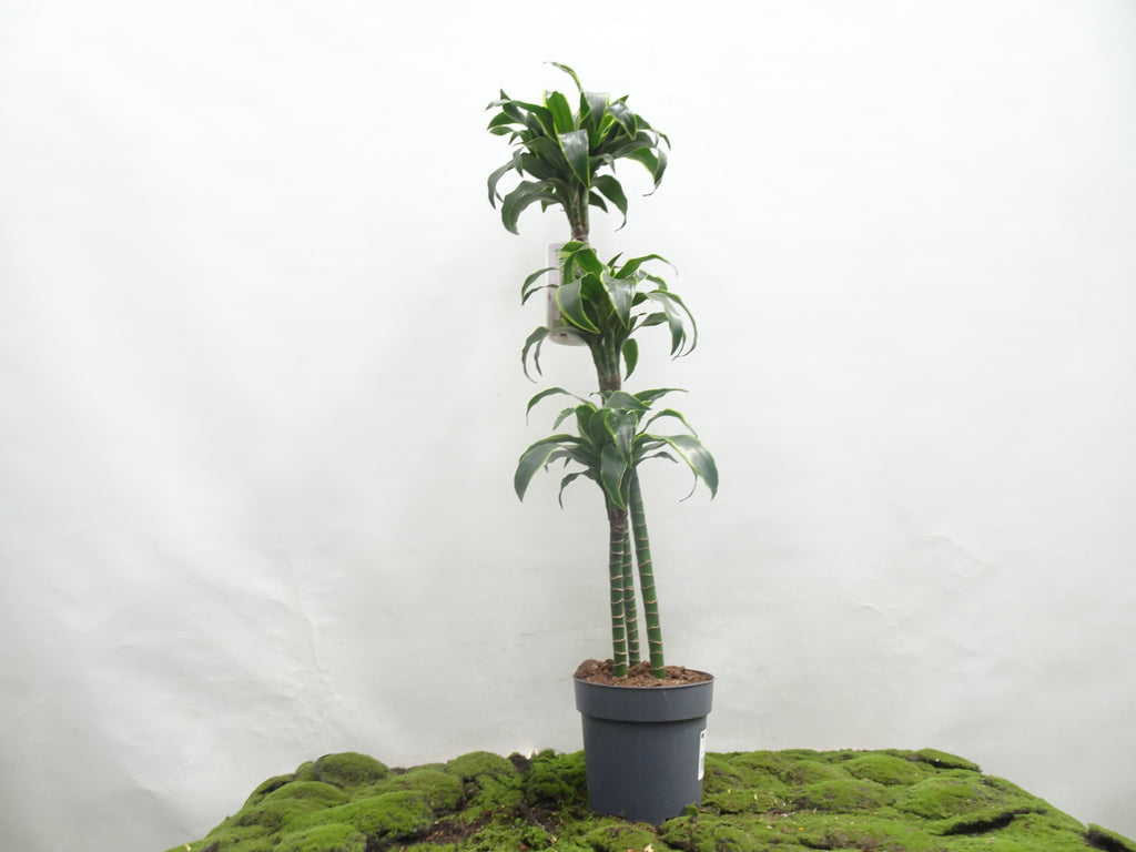 DRACAENA COMPACTA DORADO M-22