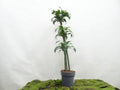 DRACAENA COMPACTA DORADO M-22