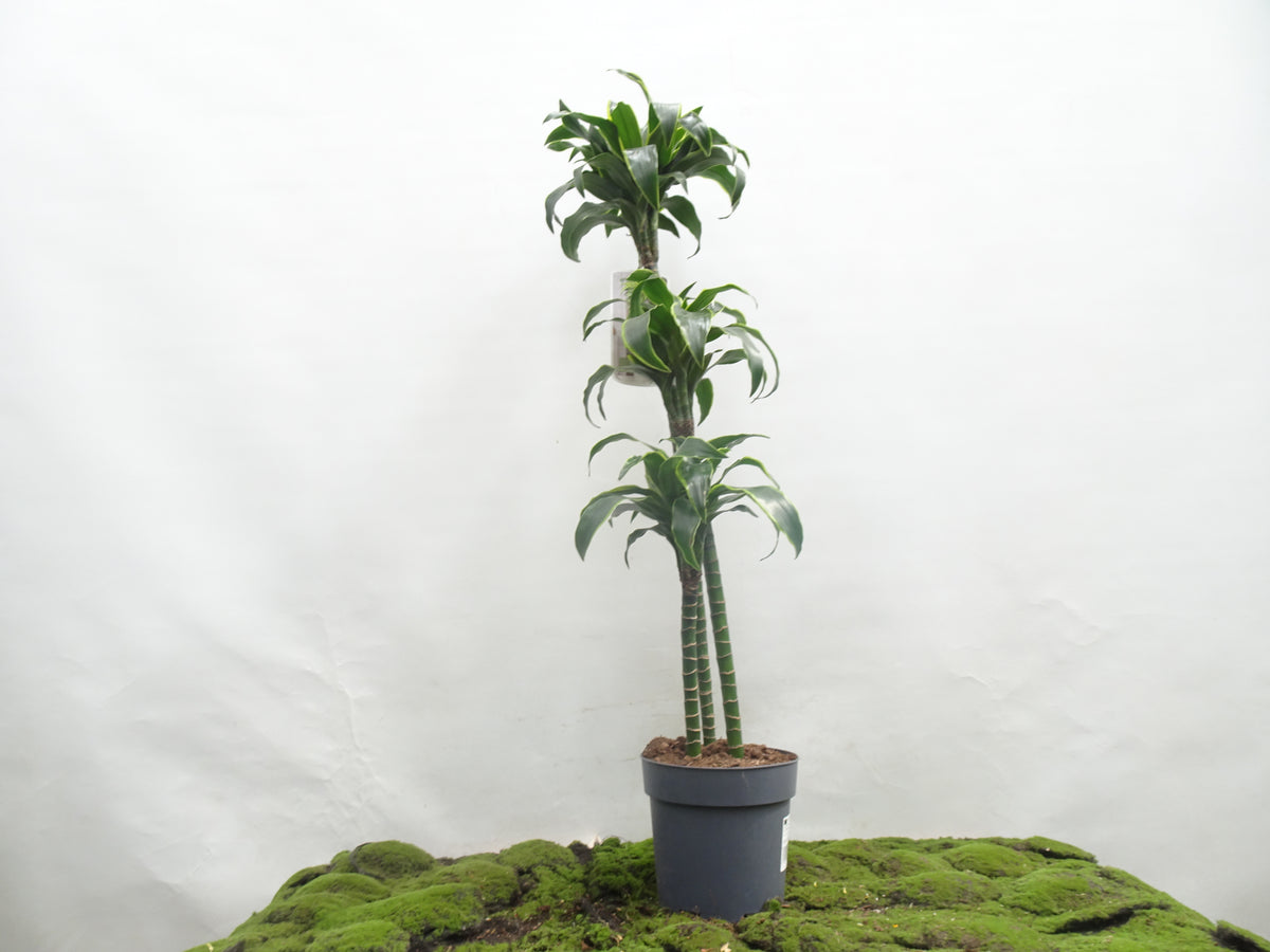 DRACAENA COMPACTA DORADO M-22