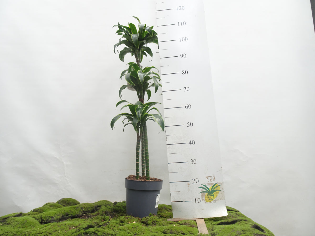 DRACAENA COMPACTA DORADO M-22