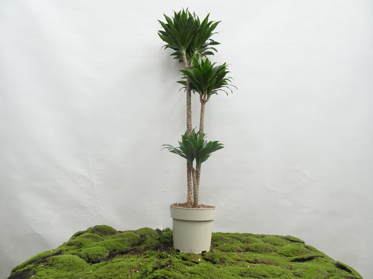 DRACAENA COMPACTA M-22