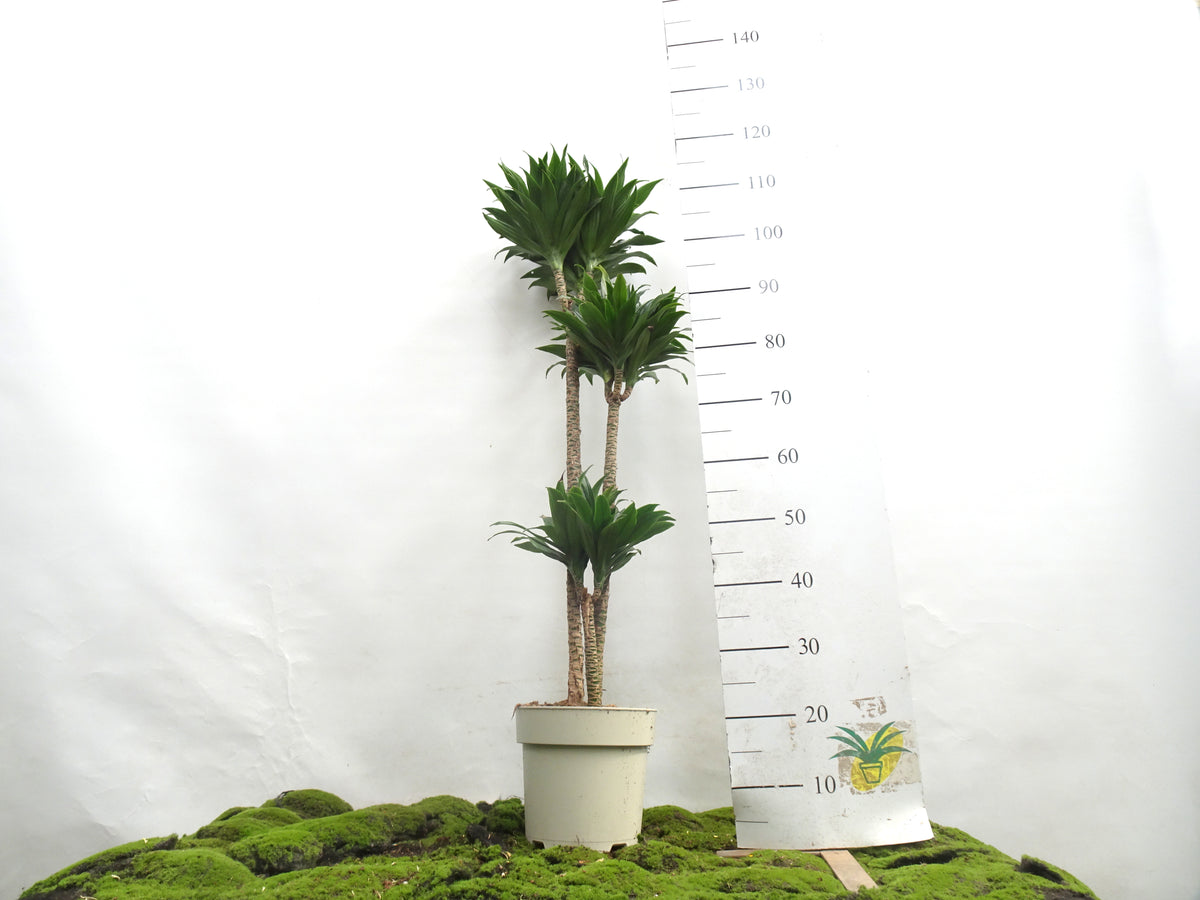 DRACAENA COMPACTA M-22