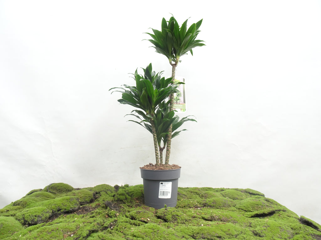 DRACAENA COMPACTA M-20