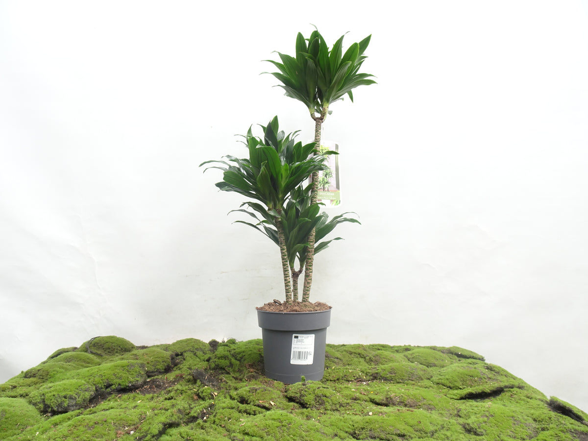DRACAENA COMPACTA M-20