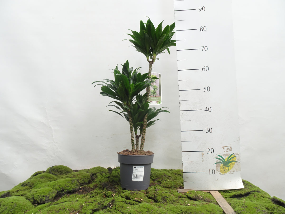 DRACAENA COMPACTA M-20