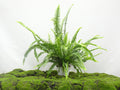 HELECHO CORDATA SUSPENSION M-15