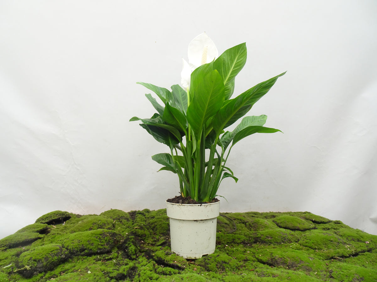 SPATHIPHYLLUM M-17