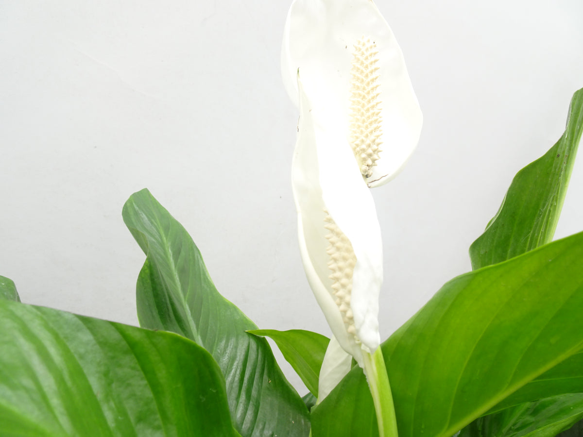 SPATHIPHYLLUM M-17