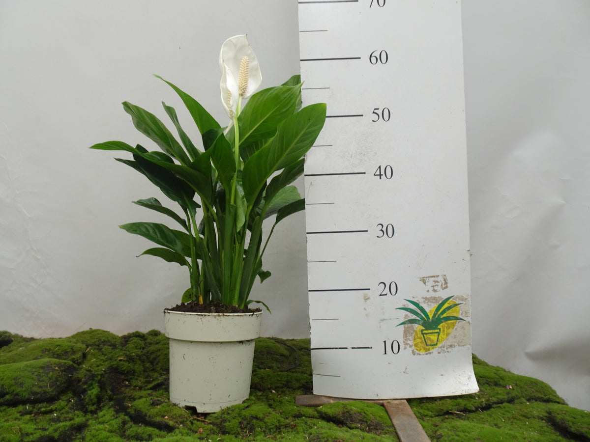SPATHIPHYLLUM M-17