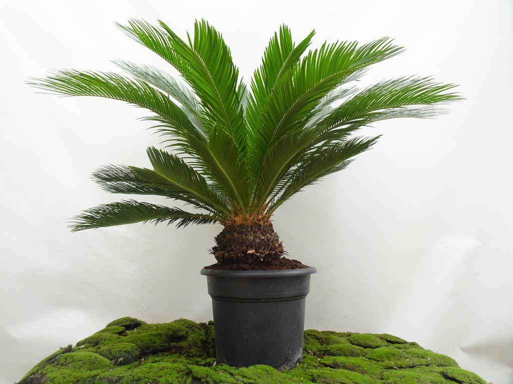 CYCA REVOLUTA M-35