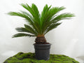 CYCA REVOLUTA M-35