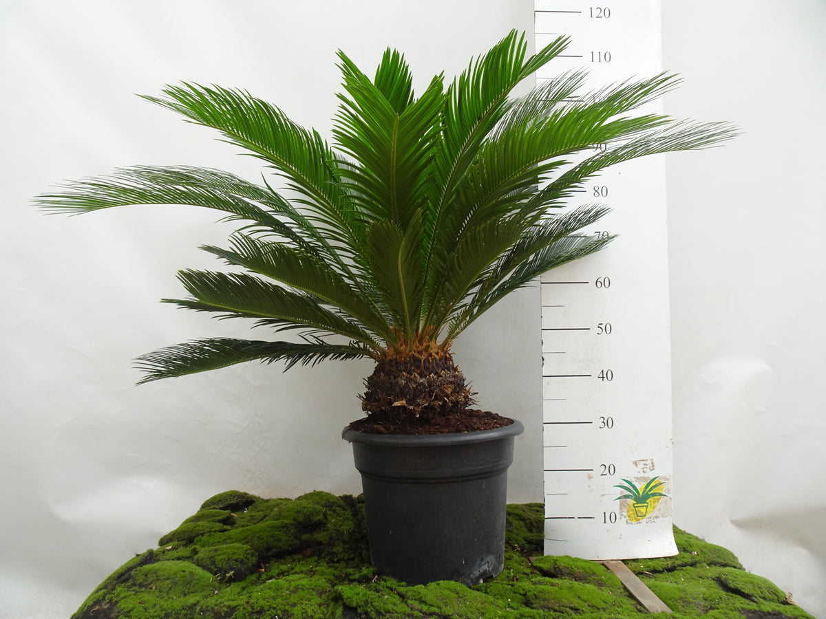CYCA REVOLUTA M-35
