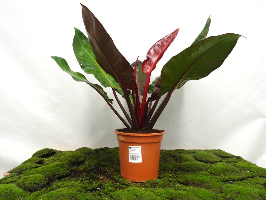 PHILODENDRON IMPERIAL RED GREEN ORANGE ARBUSTI M-22