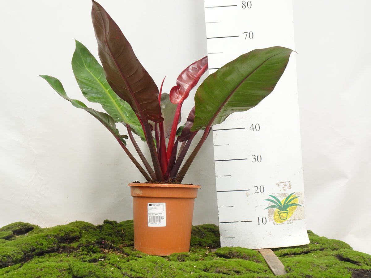 PHILODENDRON IMPERIAL RED GREEN ORANGE ARBUSTI M-22