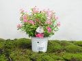 VINCA SOIREE M-14