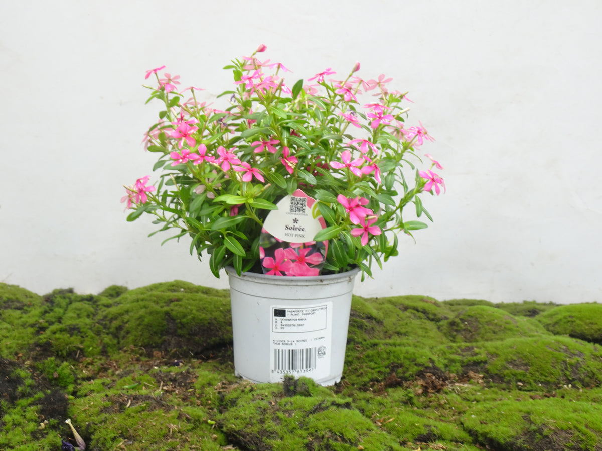 VINCA SOIREE M-14