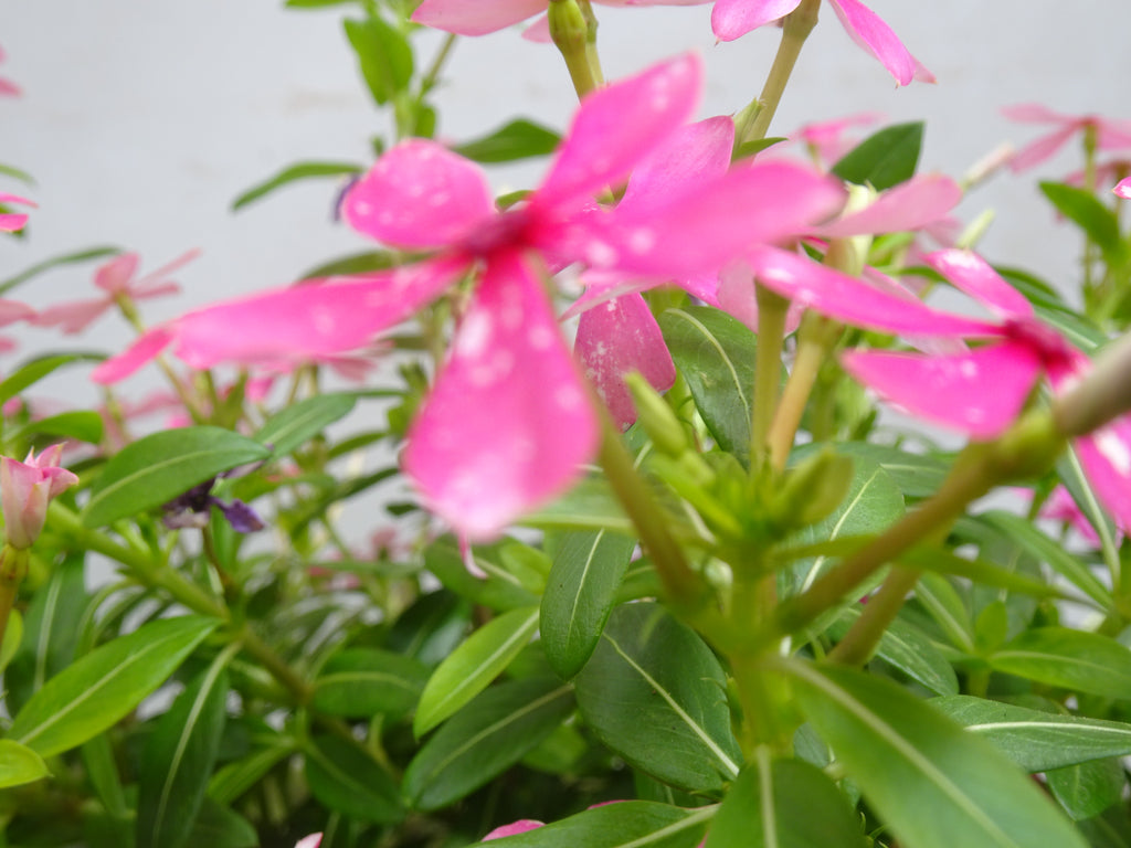VINCA SOIREE M-14
