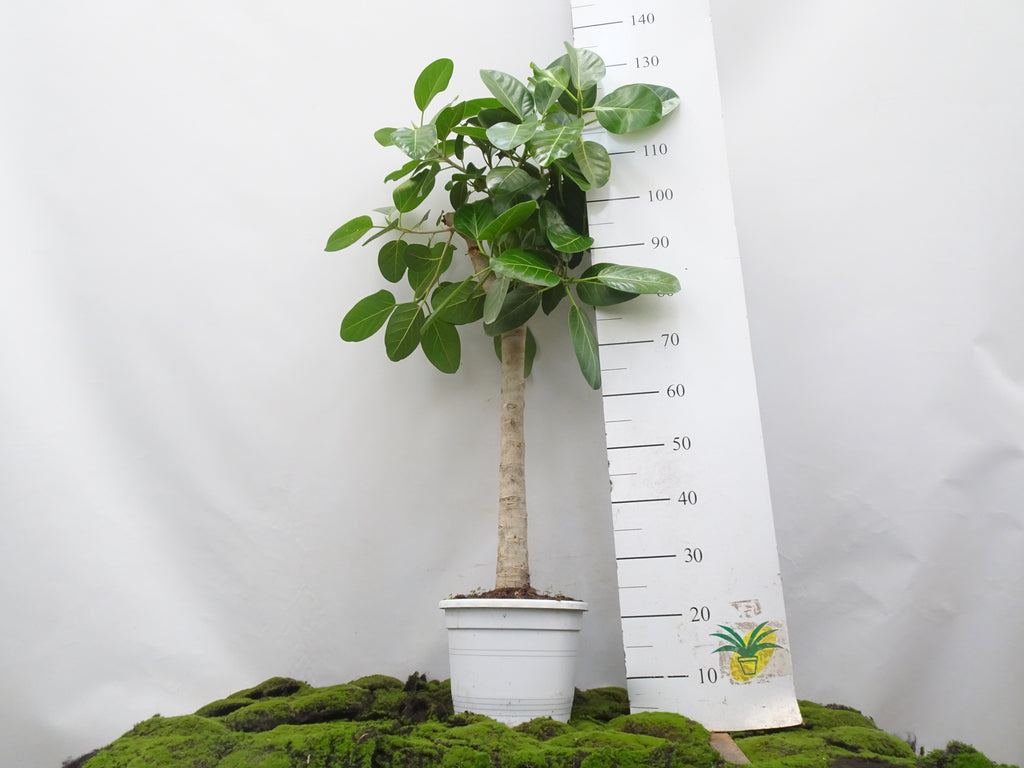FICUS BENGHALENSIS AUDREY M-27
