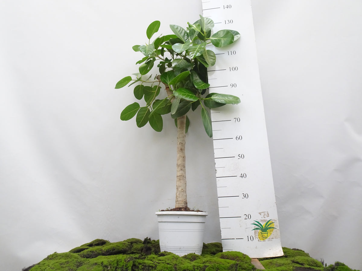 FICUS BENGHALENSIS AUDREY M-27