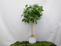 FICUS BENGHALENSIS AUDREY M-27