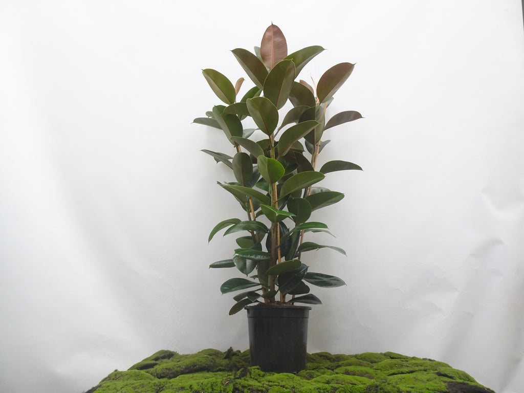 FICUS ELÁSTICA ROBUSTA 3 PP M-22