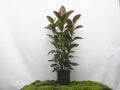 FICUS ELÁSTICA ROBUSTA 3 PP M-22