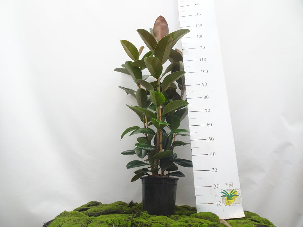 FICUS ELÁSTICA ROBUSTA 3 PP M-22
