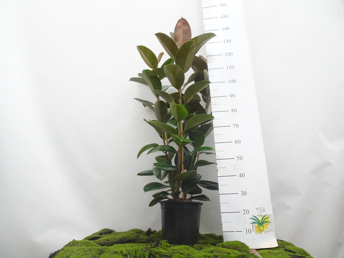 FICUS ELÁSTICA ROBUSTA 3 PP M-22