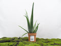 ALOE VERA SOL M-14