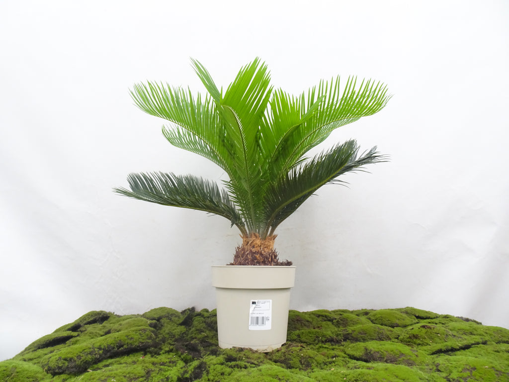 CYCA REVOLUTA M-23