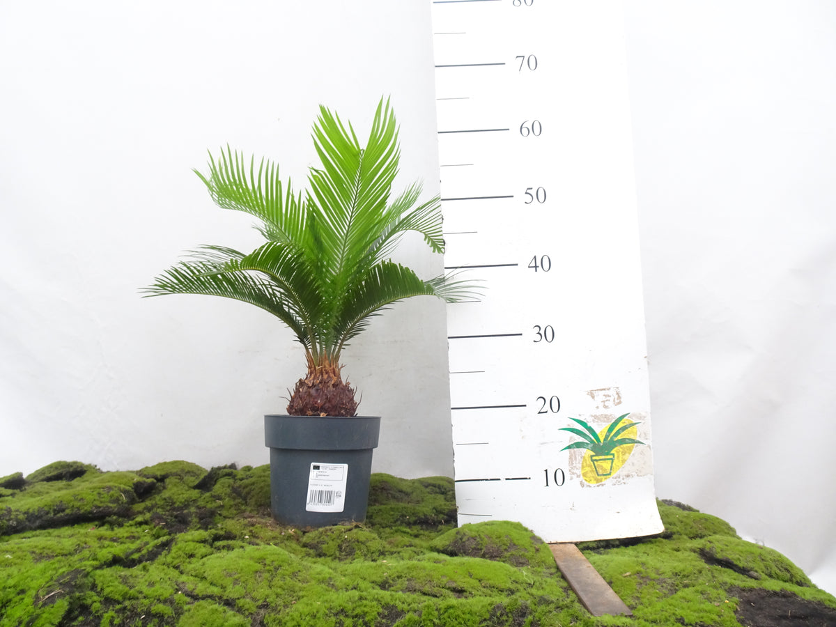 CYCA REVOLUTA M-21