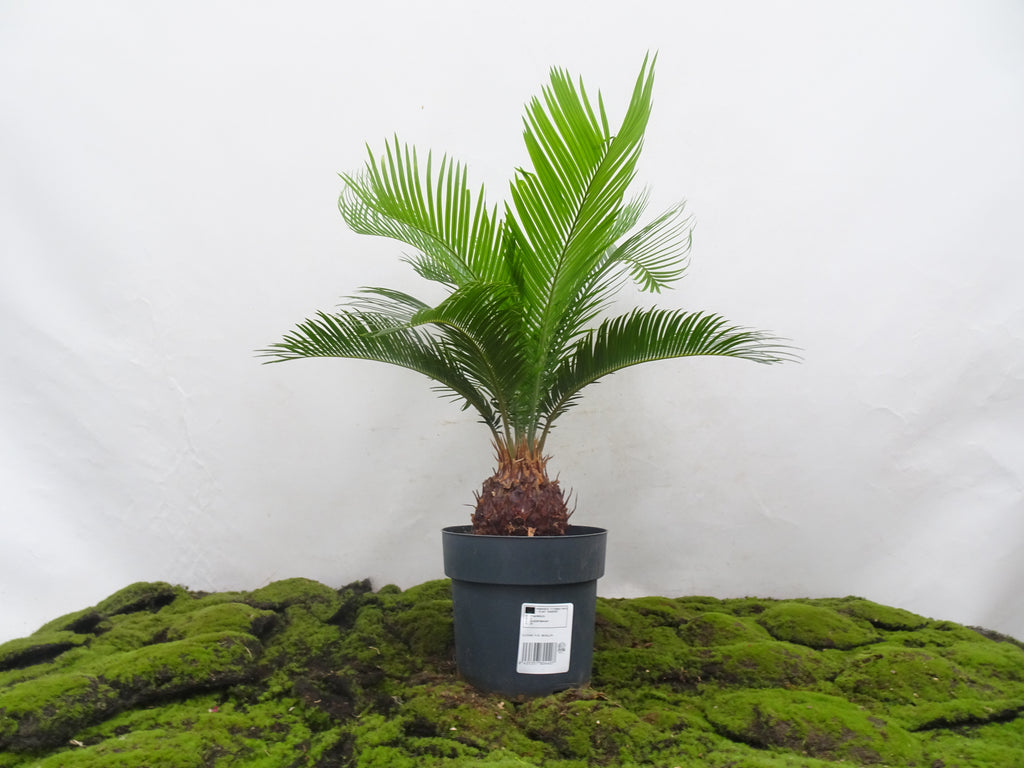 CYCA REVOLUTA M-21