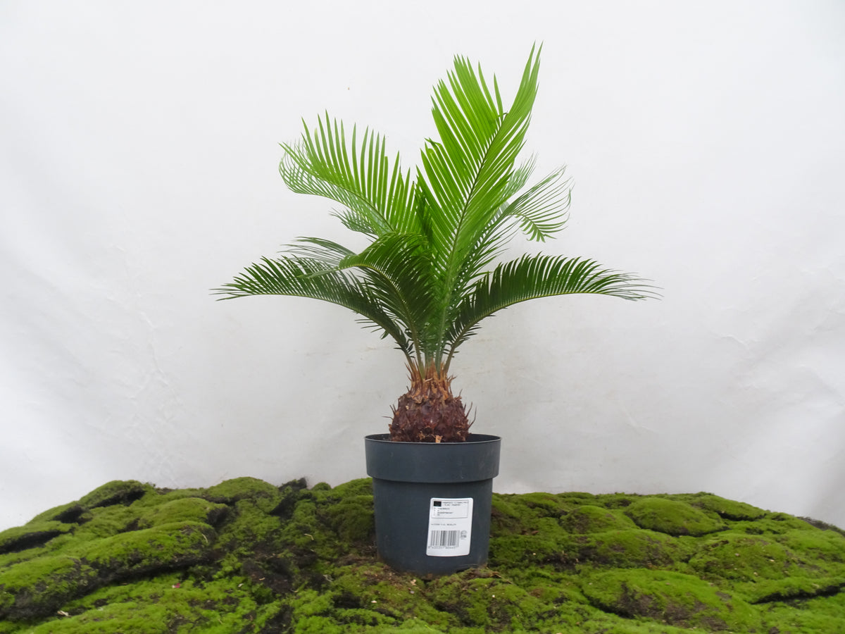 CYCA REVOLUTA M-21