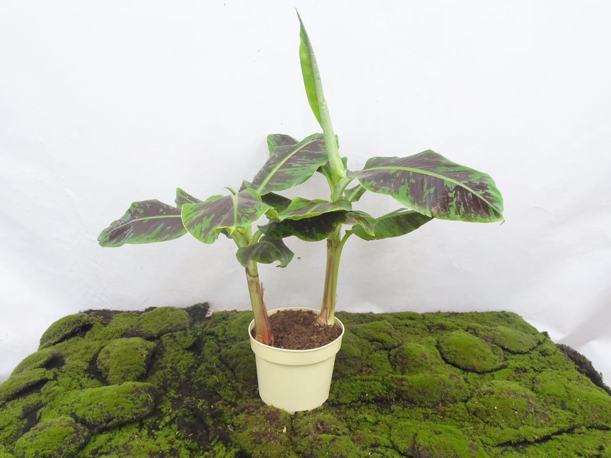 MUSA DWARF CAVENDISH BANANO M-20