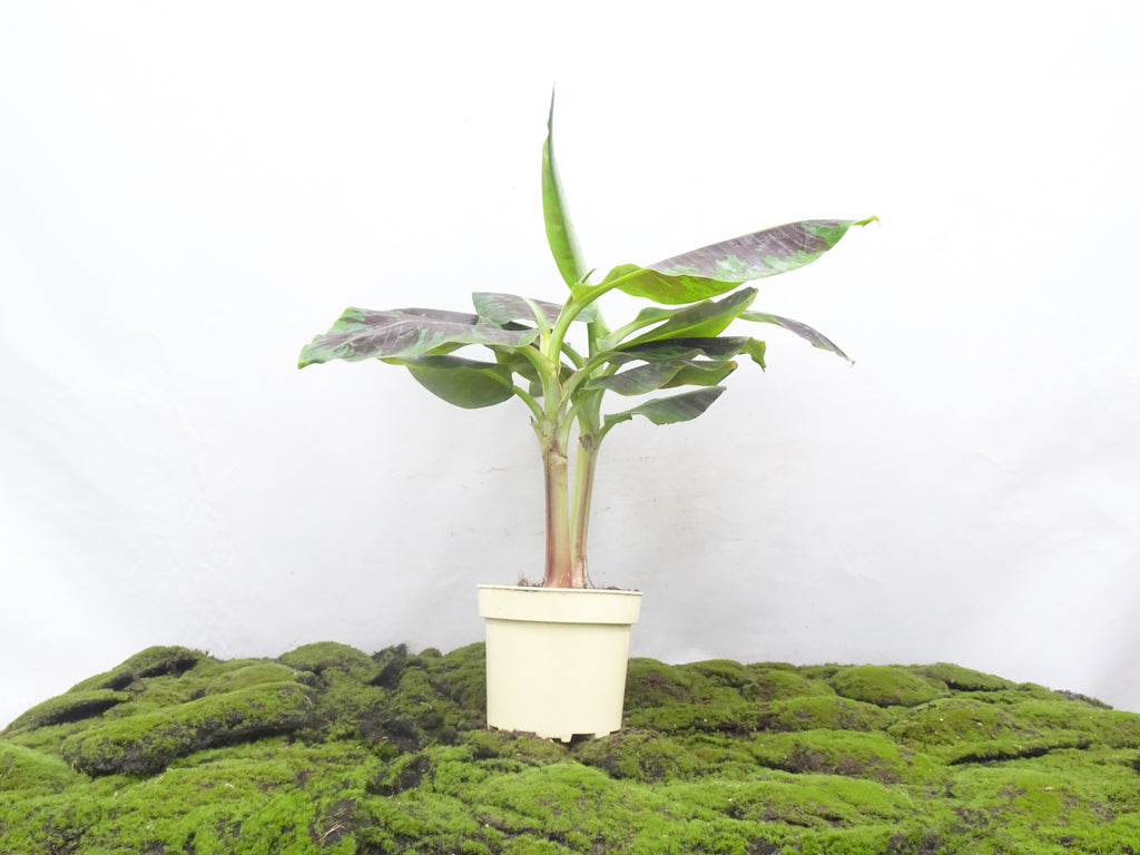 MUSA DWARF CAVENDISH BANANO M-20